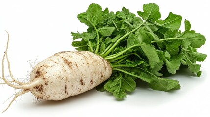 Fresh White Radish with Green Tops Isolated on White Background