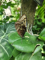 butterfly on leaf