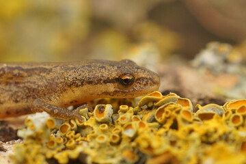 Closeup on a terrestrial Common European smooth newt, Lissotriton vulgaris vulgaris