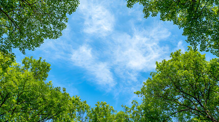 Fototapeta premium Vibrant Green Tree Foliage Framing A Bright Blue Sky With Wispy Clouds During Daylight Hours