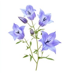 Blue, isolated campanula flowers.