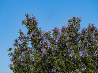 Mine d'A Ferrera - Farinole - Corse - Randonnée