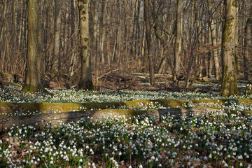 Märzenbecher am Naturpfad Thiemsburg