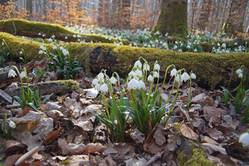 Märzenbecher am Naturpfad Thiemsburg