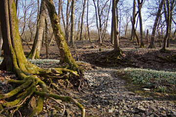 Naturpfad Thiemsburg, Märzenbecher am Steingraben