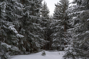 Fototapeta premium Winter forest with snow and hoarfrost on trees