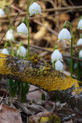 Märzenbecher am Naturpfad Thiemsburg