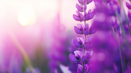 Naklejka premium Close-up of purple lupine flowers bathed in warm sunlight, creating a dreamy and soft-focus background. 