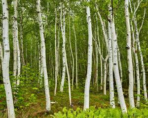 Fototapeta premium birch trees with green leaves 