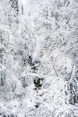Rivière de Haute Savoie, in forest with trees crumbling under the snow