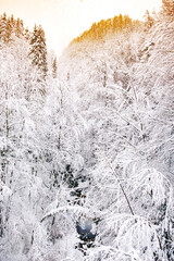Rivière de Haute Savoie, in forest with trees crumbling under the snow
