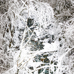 Rivière de Haute Savoie, in forest with trees crumbling under the snow