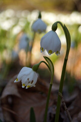 Märzenbecher am Naturpfad Thiemsburg