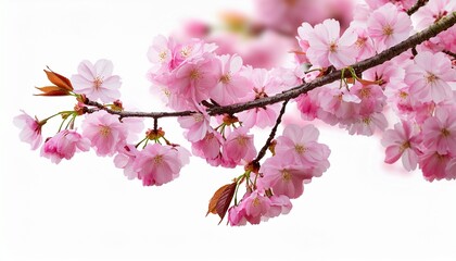 fresh bright pink cherry blossom flowers on a tree branch in spring sakura springtime season isolated against a transparent background