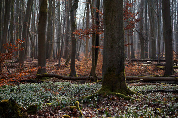 Märzenbecher am Naturpfad Thiemsburg