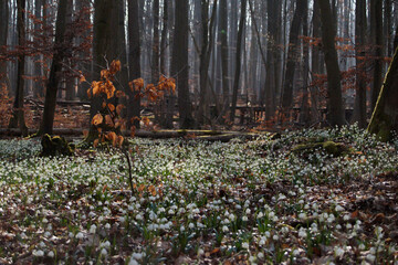 Märzenbecher am Naturpfad Thiemsburg