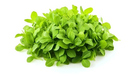 Obraz premium Fresh Mache Salad isolated on white background