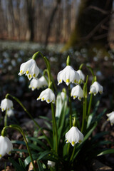 Märzenbecher am Naturpfad Thiemsburg
