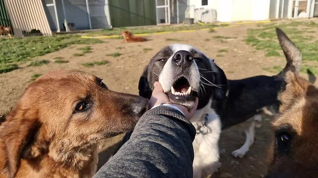 Super cute rescue dog with big puppy eyes being stroked on a green field in front of dog kennels at an animal rescue and sanctuary