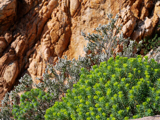 Corse - Calanques de Piana
