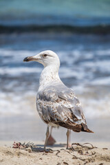 A Audouin's gull at the beach.
