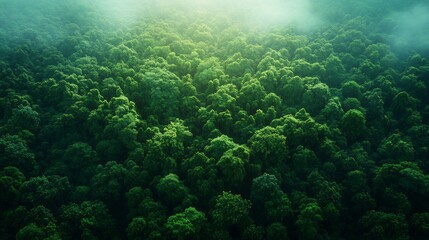 Fototapeta premium Carbon sequestration forest preservation dense green rainforest absorbing carbon offsetting emission climate change mitigation natural environmental conservation ultra HD photorealistic