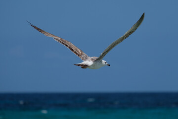 A Audouin's gull at the beach.