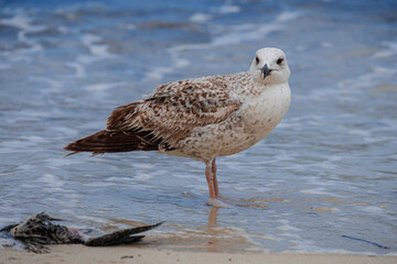 A Audouin's gull at the beach.