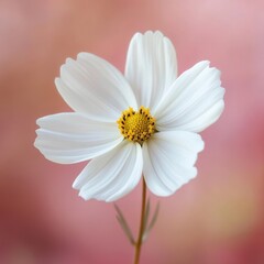 White cosmos on blurred pink