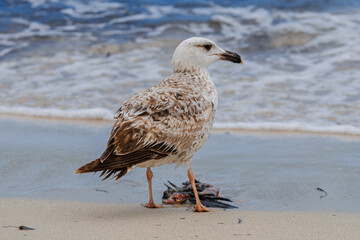 A Audouin's gull at the beach.