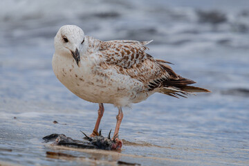 A Audouin's gull at the beach.