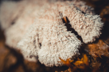 A close-up of a fuzzy white fungus growing on a decaying tree trunk. The soft texture of the fungus contrasts with the rough bark, creating a detailed and organic composition.