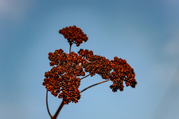A dried plant with clustered brown seed pods stands against a clear blue sky. The close-up shot...