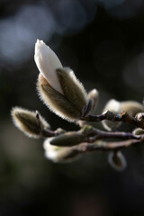 Closeup of flower bud of star magnolia (Magnolia stellata) in a garden in spring