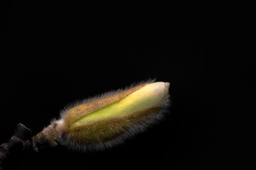 Closeup of flower bud of star magnolia (Magnolia stellata) isolated against a black background