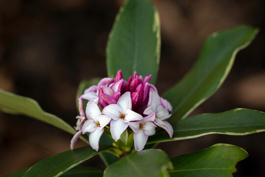 Closeup of flowers and leaves of gold-edged winter daphne (Daphne odora 'Aureomarginata') in a garden in early spring