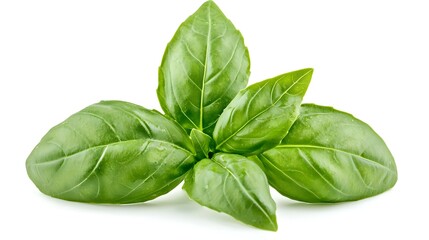 Fresh Basil Sprig Isolated on White Background