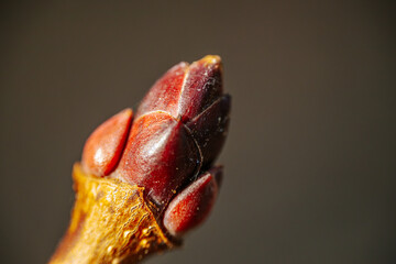 A macro close-up of a reddish-brown tree bud, showing intricate textures and glossy surfaces. The...