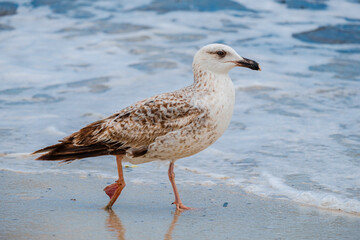 A Audouin's gull at the beach.