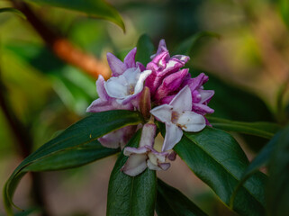 Closeup of a lower cluster of Daphne bholua 'Jacqueline Postill' in a garden in spring