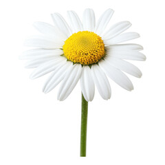 Fototapeta premium A vibrant daisy with white petals and a bright yellow center, showcasing its delicate structure and natural beauty.