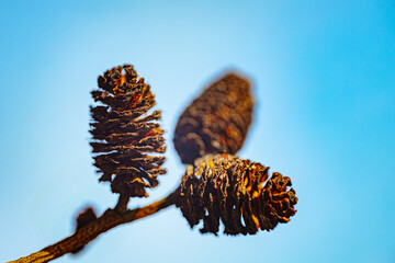 A close-up of dried pine cones on a branch against a bright blue sky. The detailed texture and warm lighting highlight the natural beauty of these seed-bearing structures.