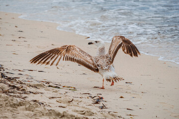A Audouin's gull at the beach.