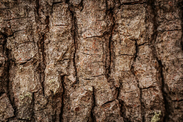 A close-up of rough tree bark with deep cracks and rich texture. The natural brown surface showcases organic patterns, highlighting the beauty of nature and forest ecosystems.