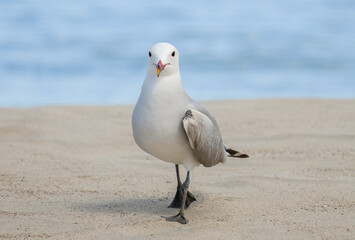 A Audouin's gull at the beach.