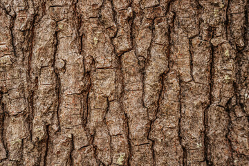A close-up of rough tree bark with deep cracks and rich texture. The natural brown surface showcases organic patterns, highlighting the beauty of nature and forest ecosystems.