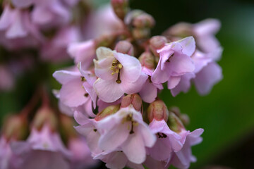 Obraz premium Closeup of flowers of Pacific Korean elephant's ears (Bergenia crassifolia var. pacifica) in a garden in early spring