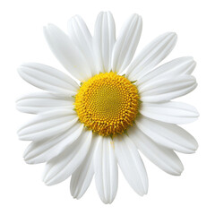A vibrant white daisy with a yellow center, showcasing its delicate petals and natural beauty.