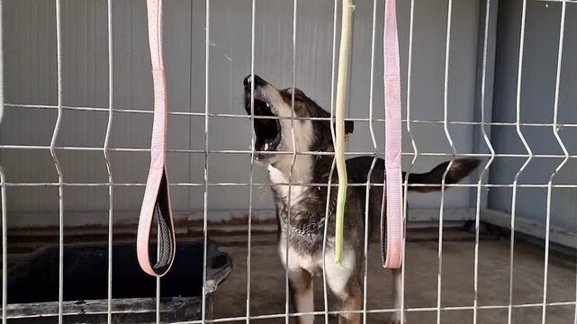 Adorable and sad mixed breed rescue dogs waiting to be adopted in a dog kennel behind bars at and animal rescue and sanctuary 