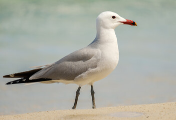 A Audouin's gull at the beach.